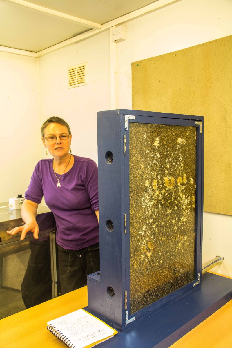 Buckfast Abbey Bees | New Project | Sarah Jane Hodge