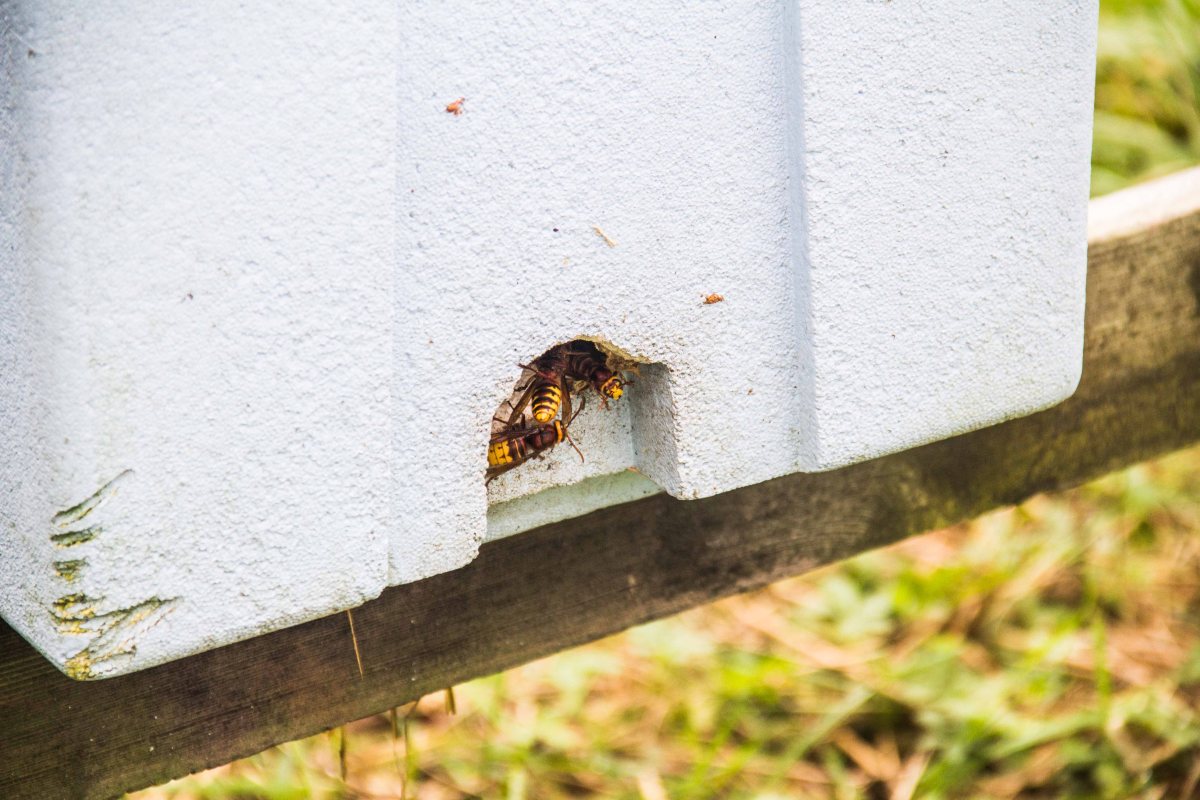 Buckfast Abbey Bees | New Project | Sarah Jane Hodge