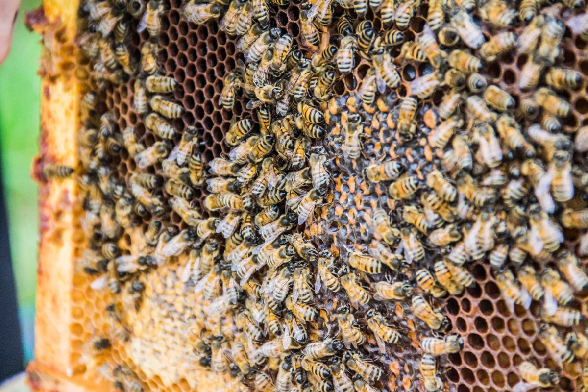 Buckfast Abbey Bees | New Project | Sarah Jane Hodge