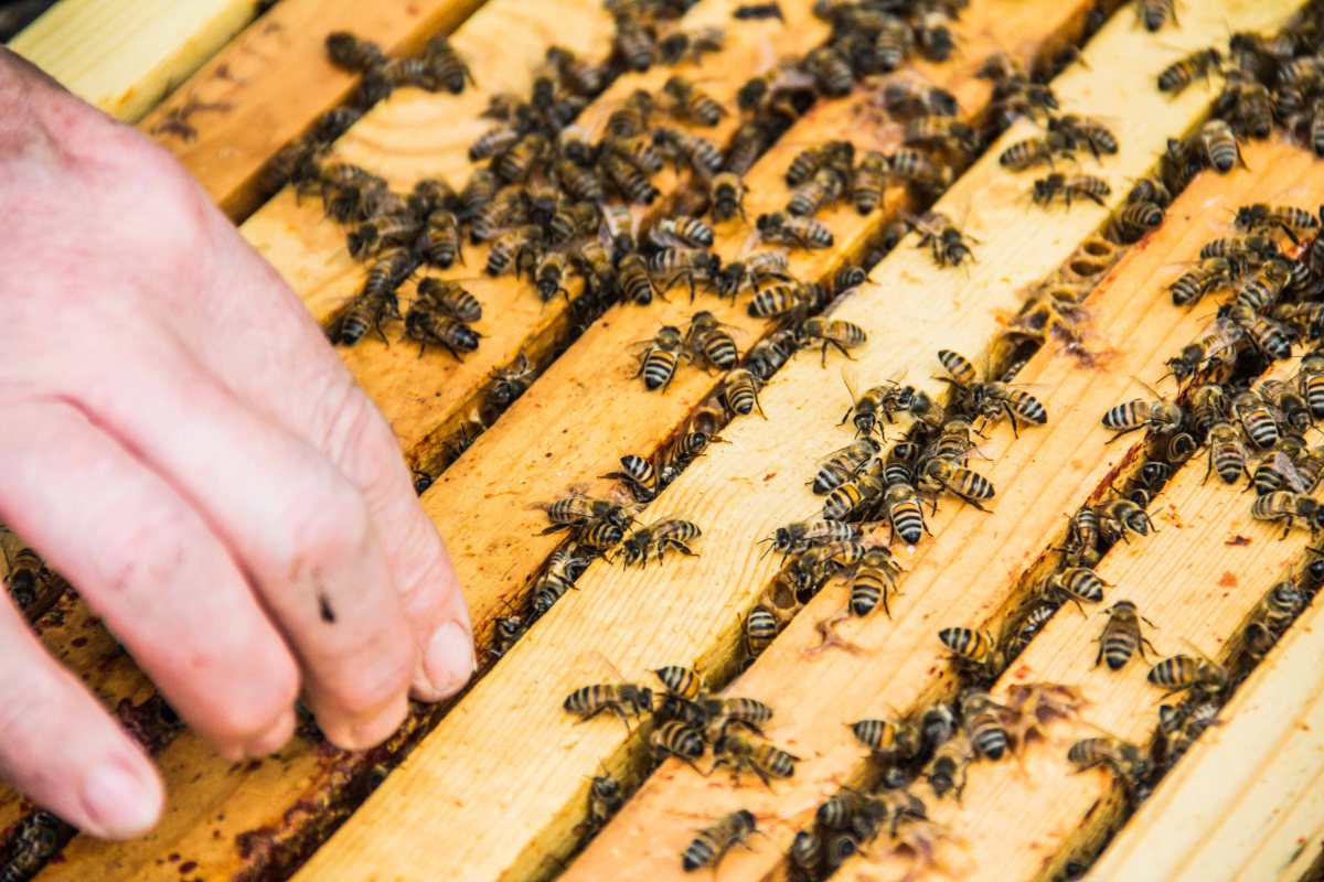 Buckfast Abbey Bees | New Project | Sarah Jane Hodge