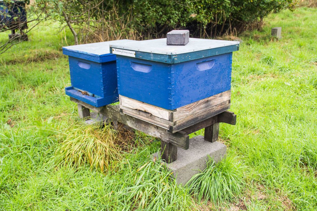 Buckfast Abbey Bees | New Project | Sarah Jane Hodge