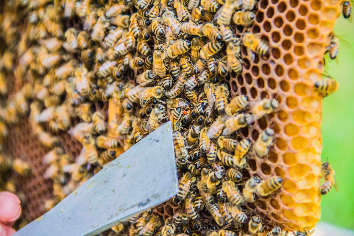 Buckfast Abbey Bees | New Project | Sarah Jane Hodge