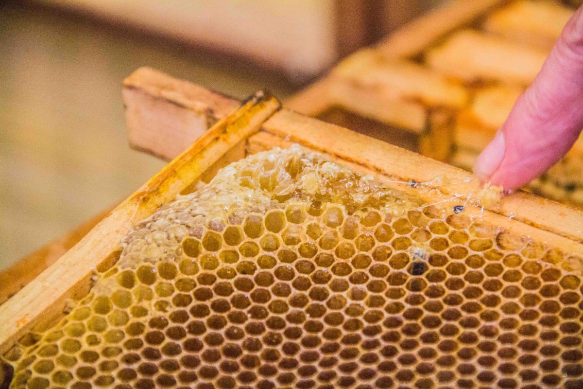 Buckfast Abbey Bees | New Project | Sarah Jane Hodge