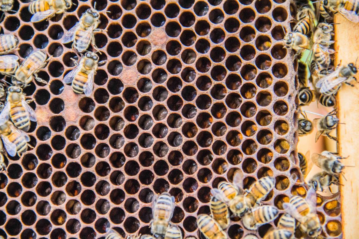 Buckfast Abbey Bees | New Project | Sarah Jane Hodge