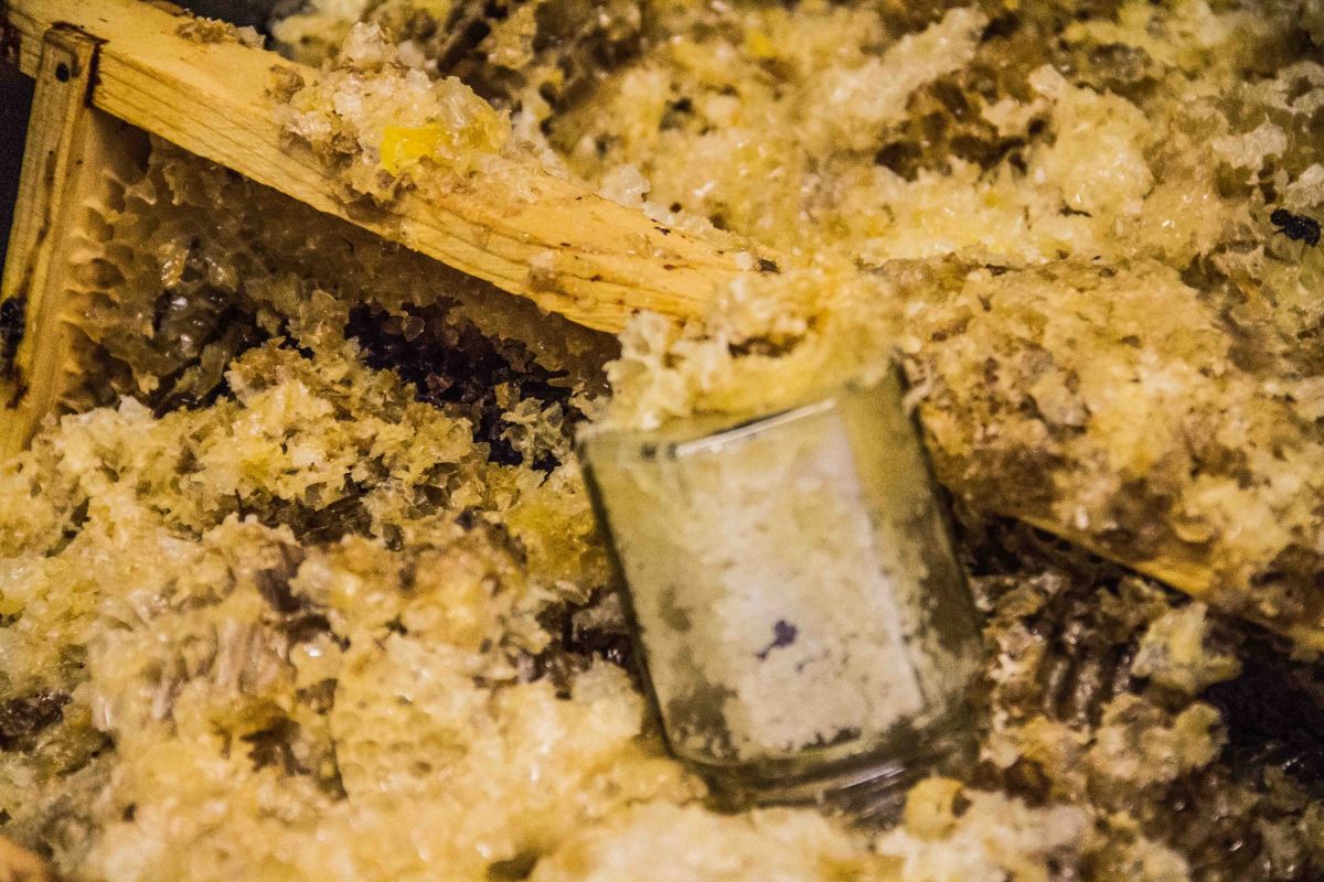 Buckfast Abbey Bees | New Project | Sarah Jane Hodge