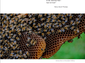 Fine Art Proposal For Honey Bee Project