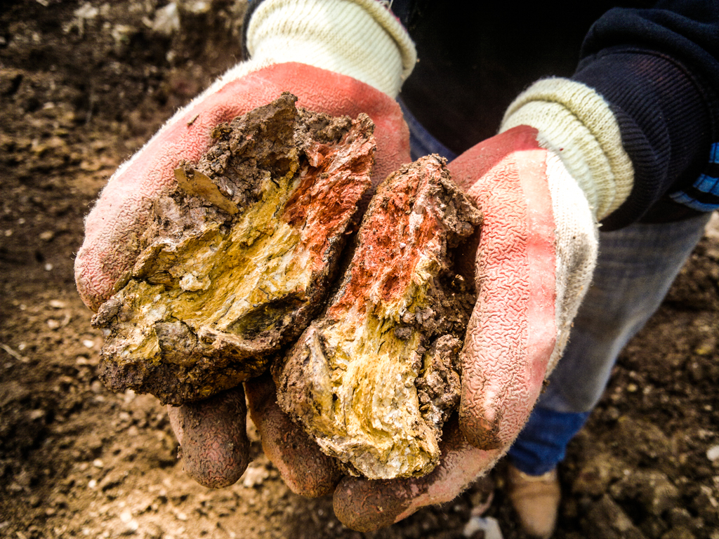 Beautiful cob sample from within the LandWorks plot - most materials for the sculpture are sourced on site or within the Dartington Hall Estate